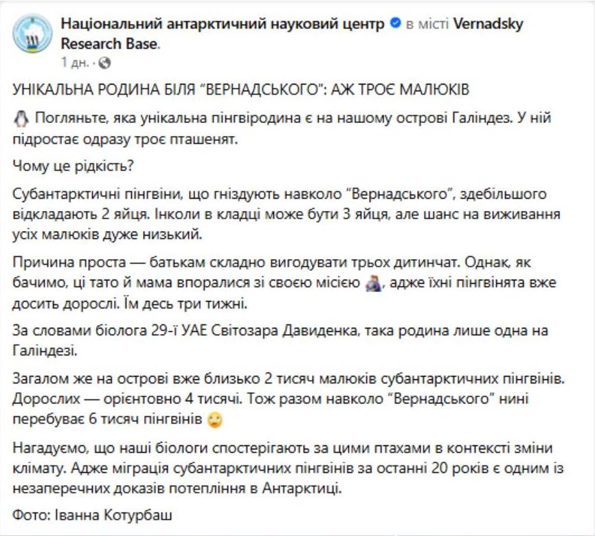 Унікальна родина: полярники показали пінгвінів з рідкісною кількістю пташенят