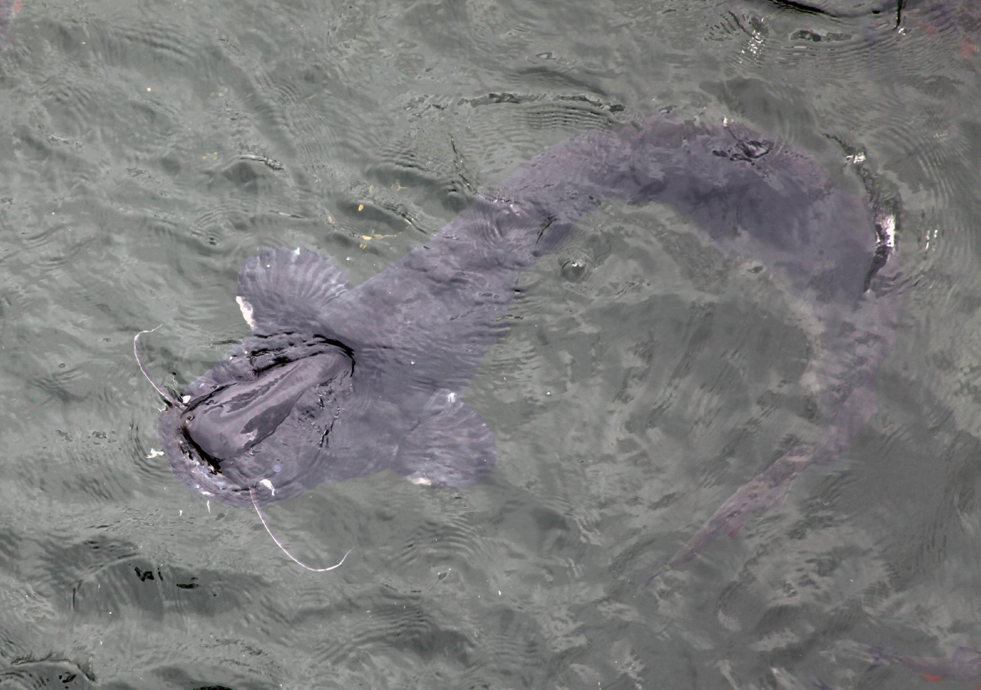 ЧАЕС і місто з минулого: ексклюзивні кадри із Зони відчуження, де зупинився час