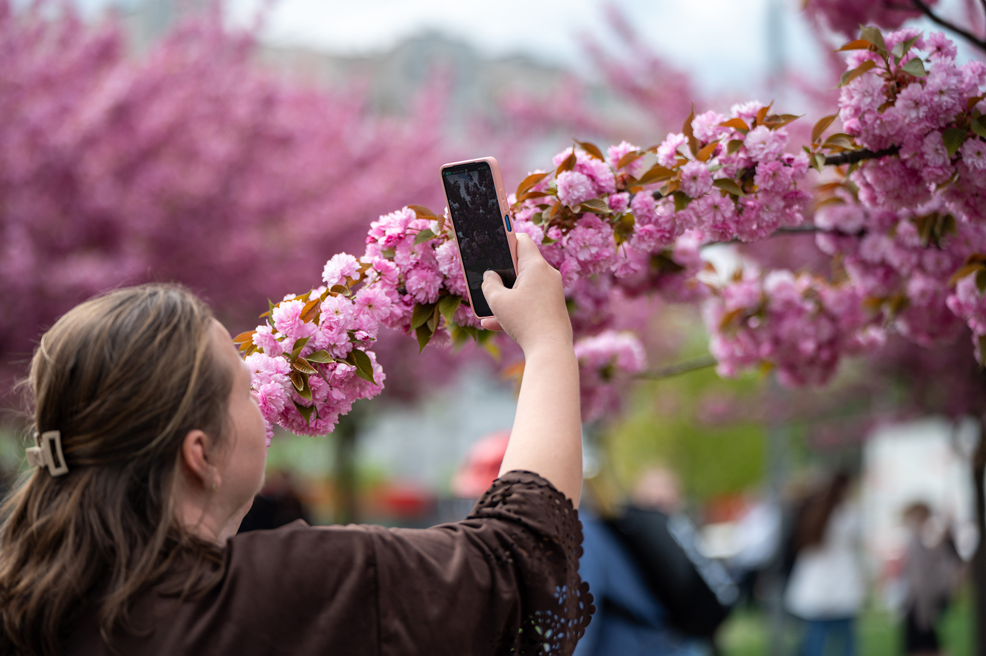 Ужгород у рожевому: коли зацвіте сакура та чому варто планувати подорож вже зараз