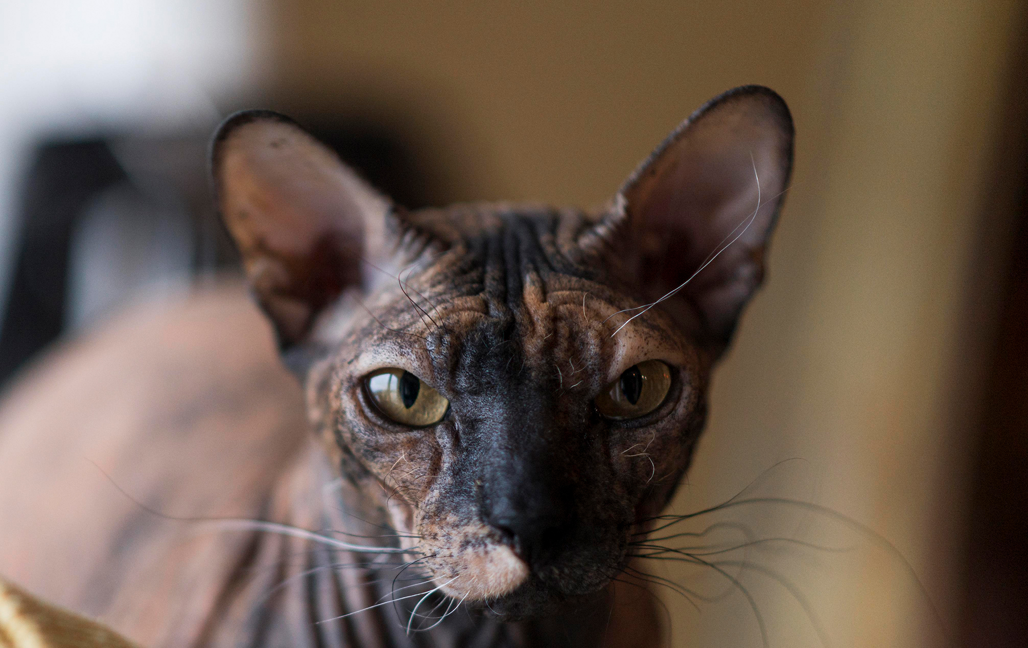 Ваш кіт психопат? Вчені створили спеціальний тест, щоб це з'ясувати