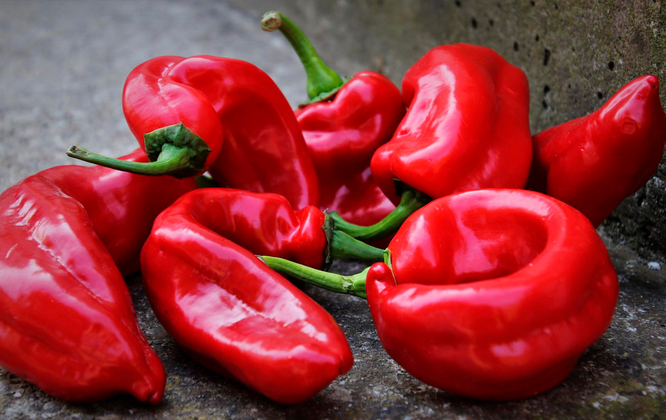 Чим підживити болгарський перець, щоб отримати великий урожай: просте та доступне добриво