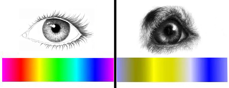 Чого ніколи не побачать собаки, і якого кольору їхній світ