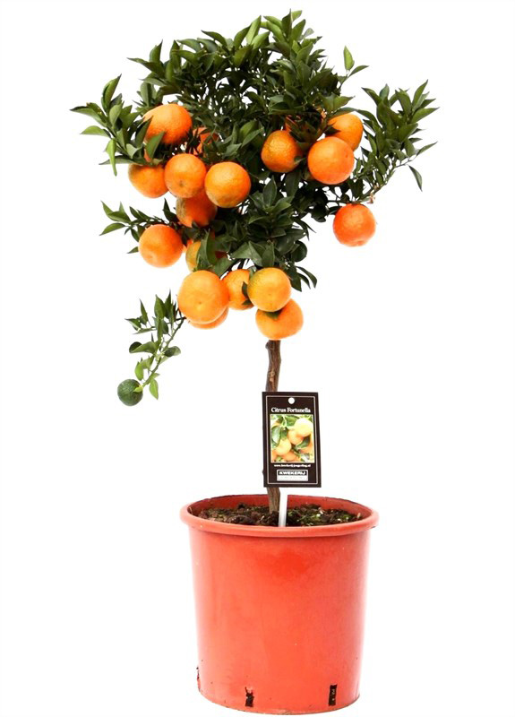 5 кімнатних рослин, які замінять ялинку на Новий рік