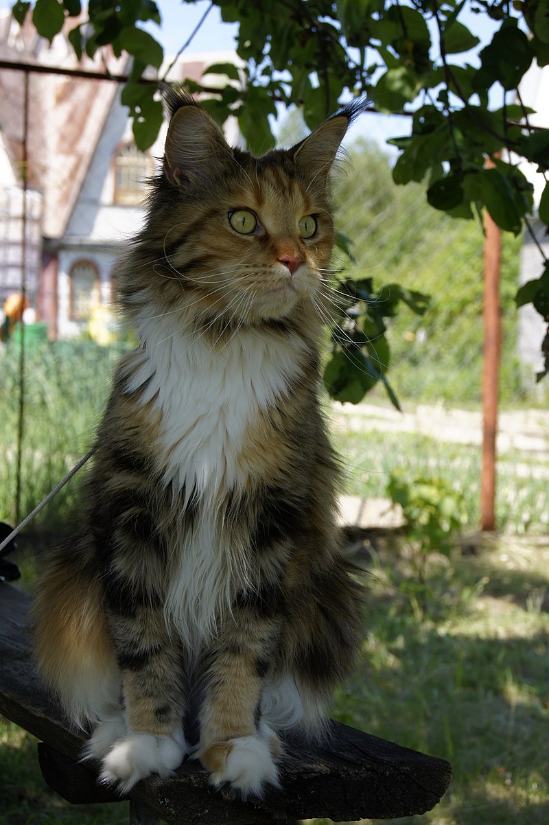 Выбор для тех, кто любит объятия: топ-7 самых ласковых кошек