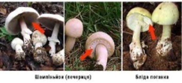 33-річний українець отруївся грибами, дуже схожими на печериці: як вони виглядають