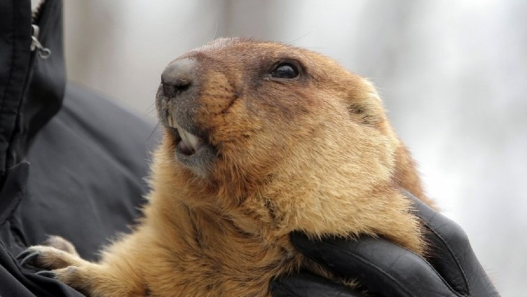 День сурка по-украински. Как наши предки гадали на весну