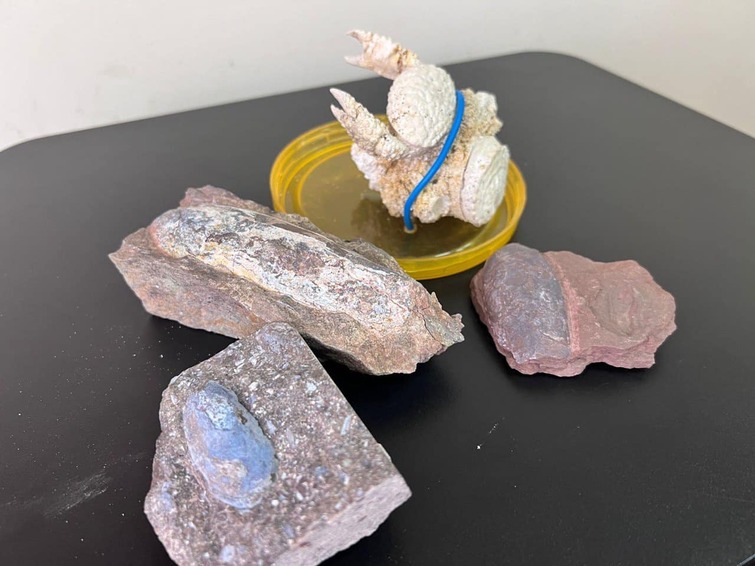 В Украине нашли уникальные остатки древних существ, которым 400 млн лет. Их хотели украсть