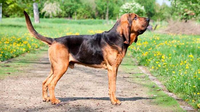 Почему собаки воют и какие породы делают это чаще всего