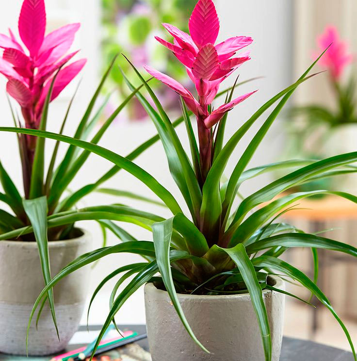 Простые комнатные растения, устраняющие влажность и защищающие от плесени