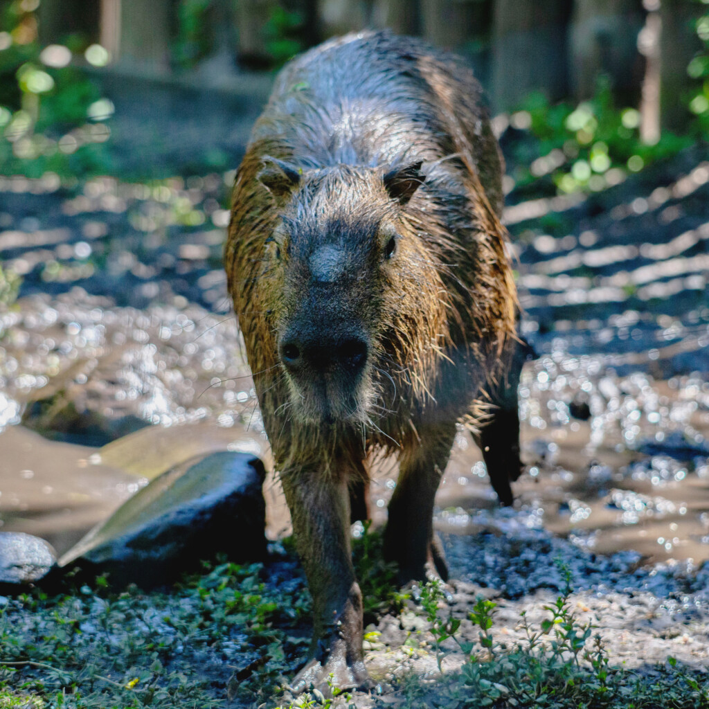 Спасенный из-под обстрелов капибара Тоха закончил лечение: как он выглядит сейчас