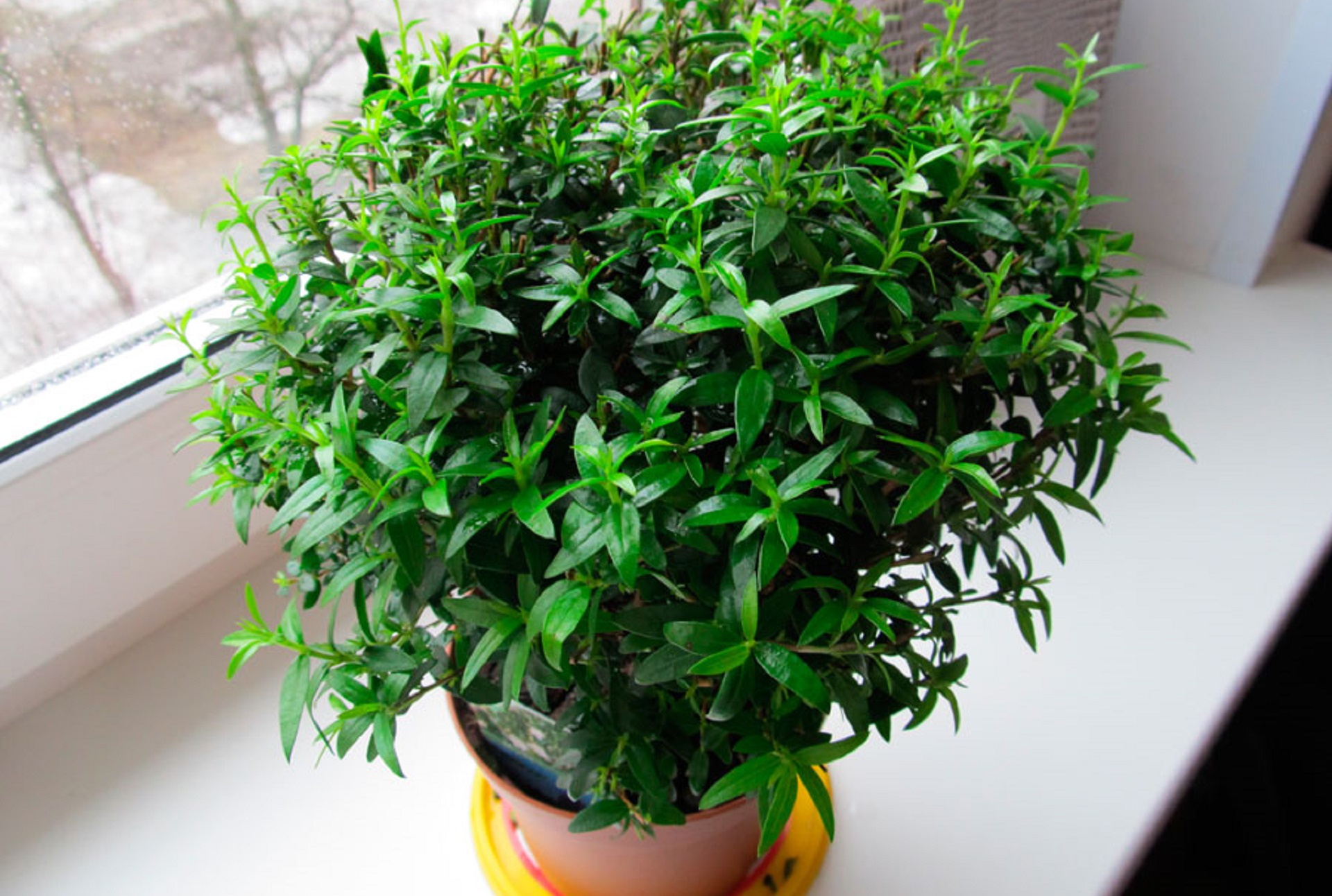 Ці кімнатні рослини принесуть любов і сімейне щастя в вашу оселю