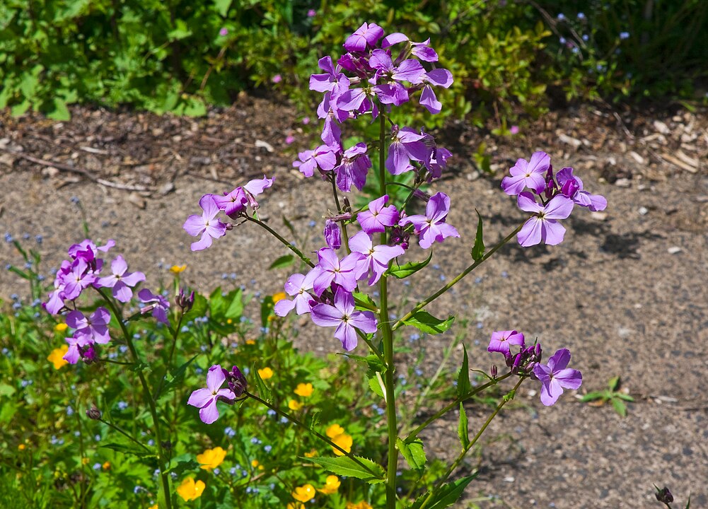 Прикрашаємо сад: які квіти можна посадити у травні