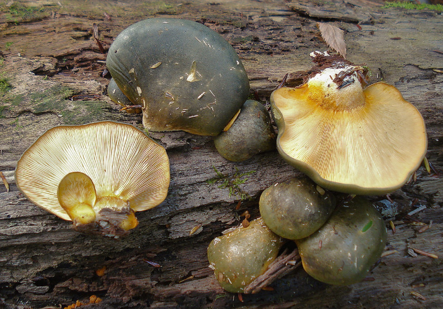 5 вкусных грибов, которые можно найти в лесу в теплые зимы