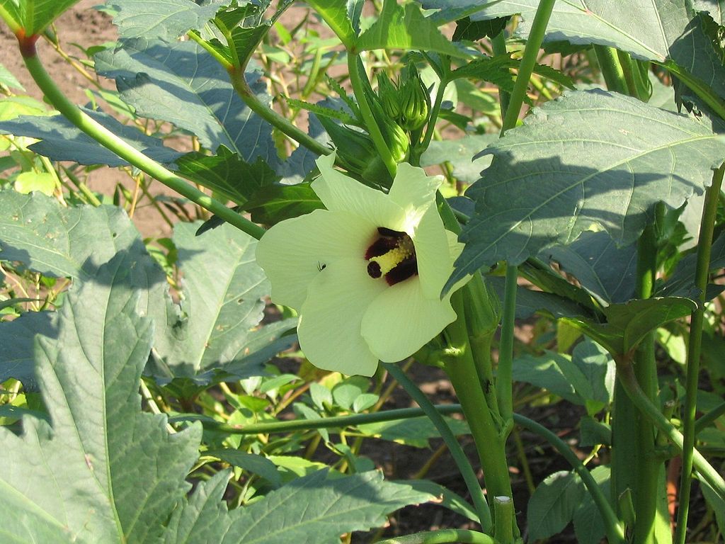 Виростуть навіть у піску: 7 корисних овочів, які ростуть у будь-якому ґрунті