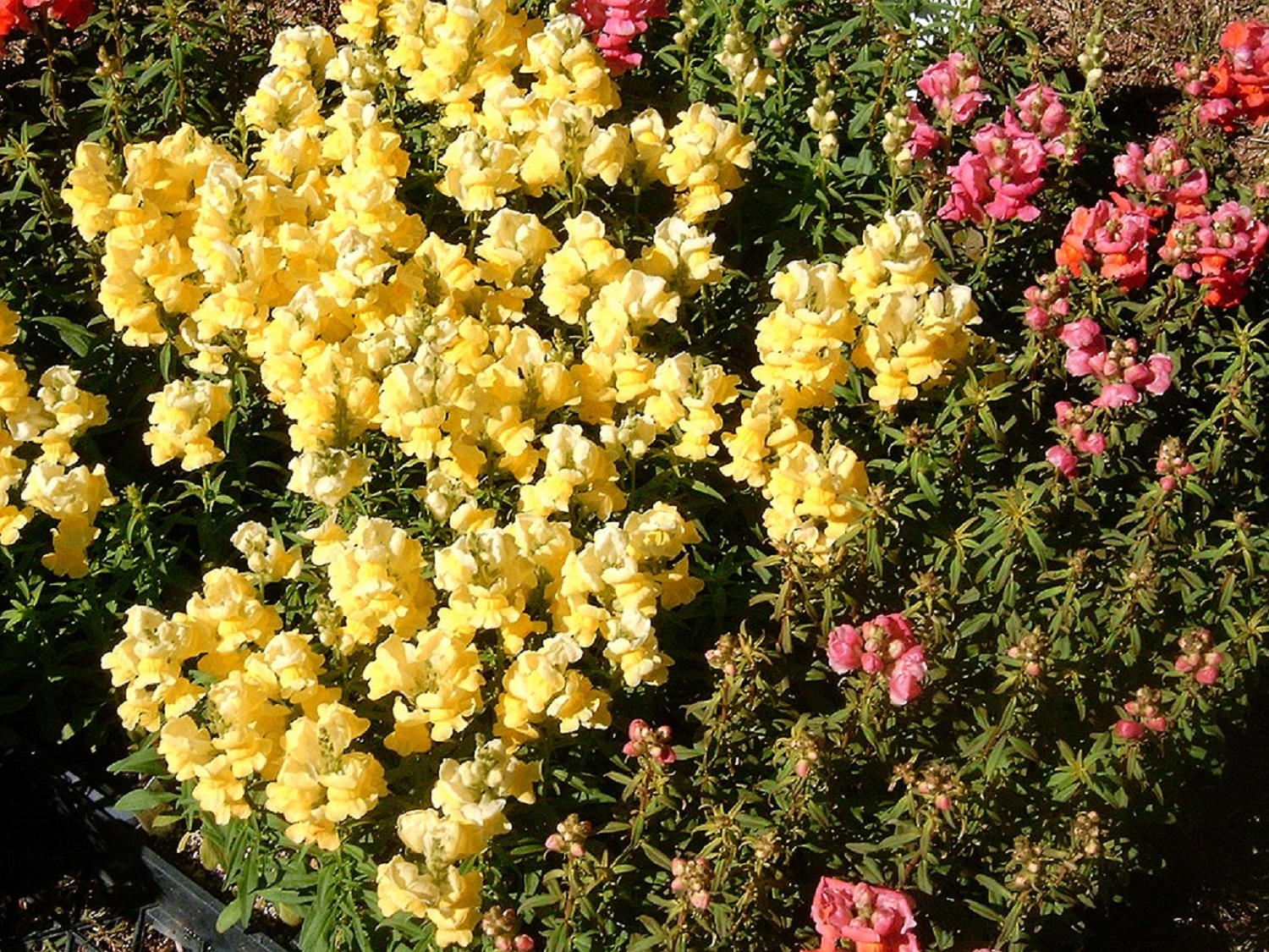 6 красивых цветов, которые цветут в саду даже зимой