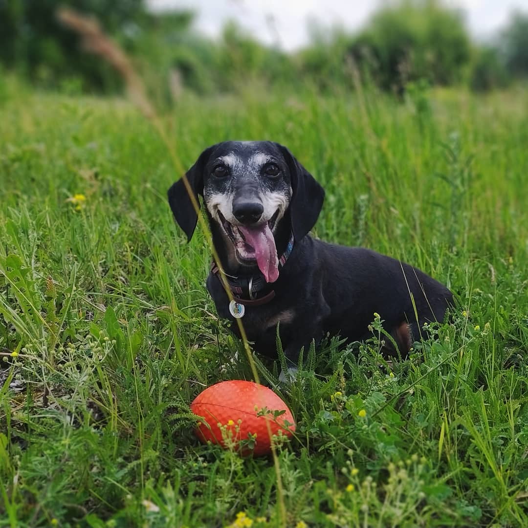 Не только Патрон: в ГСЧС рассказали про поисково-спасательную таксу-ветерана