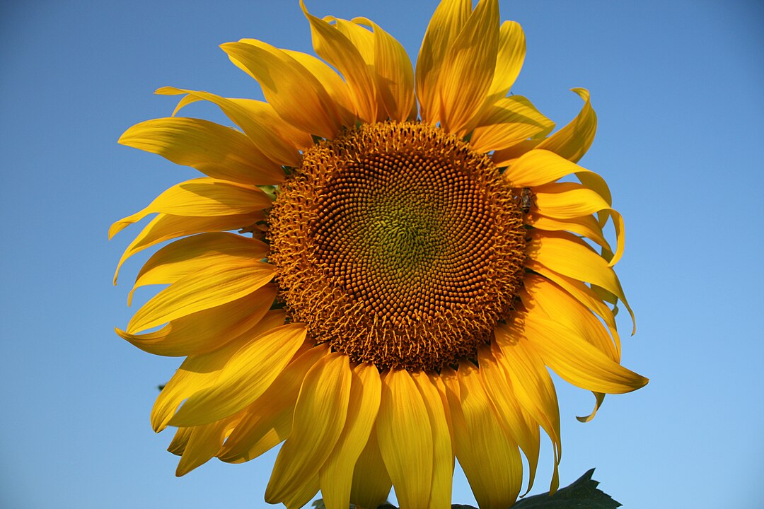 Посадите их на огороде: 6 растений, которые улучшают качество почвы