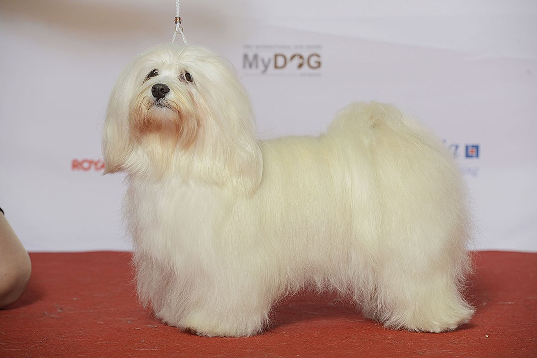 Страждають від самотності: 10 порід собак, яким постійно треба господар