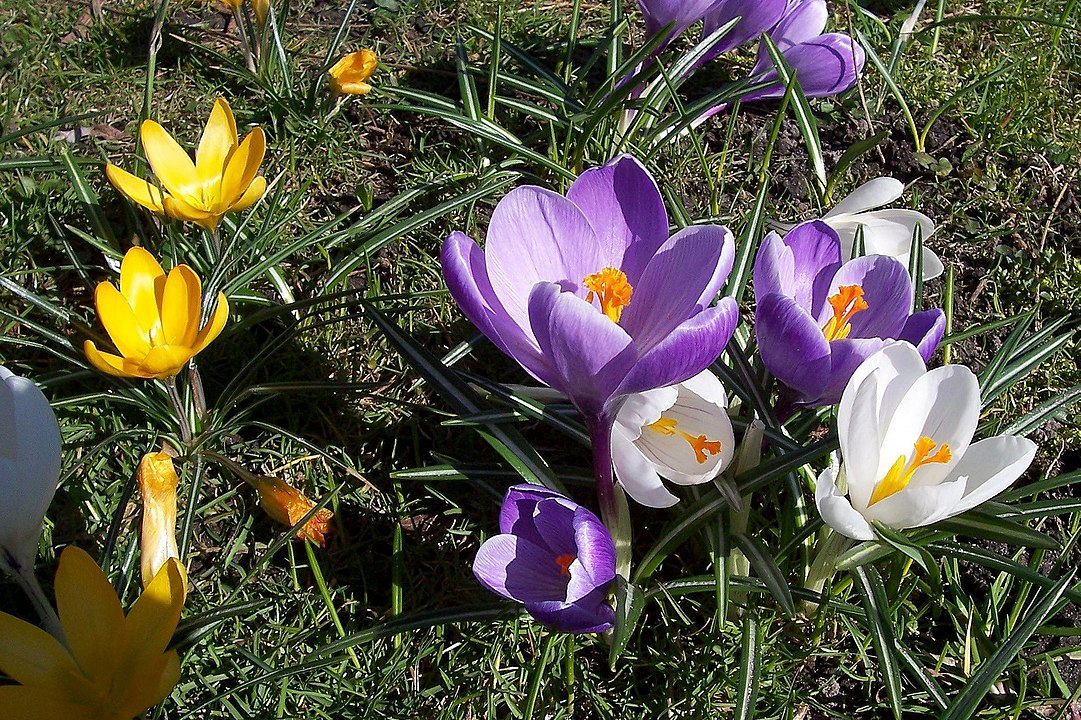 5 цветов, которые можно посадить в сентябре, чтобы они укоренились до морозов