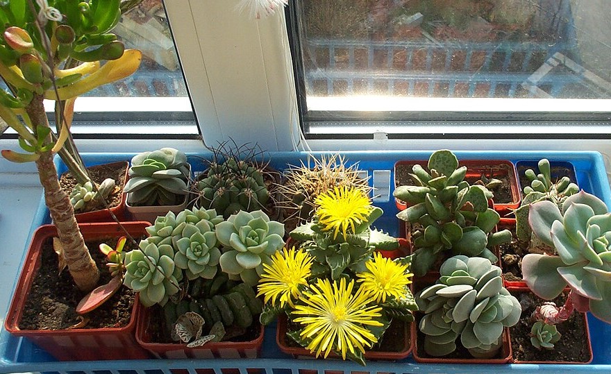 5 кімнатних рослин, які не вимагають частого поливу та особливого догляду