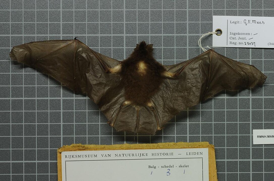 Чому кажани сплять вниз головою: ось, що з'ясували вчені