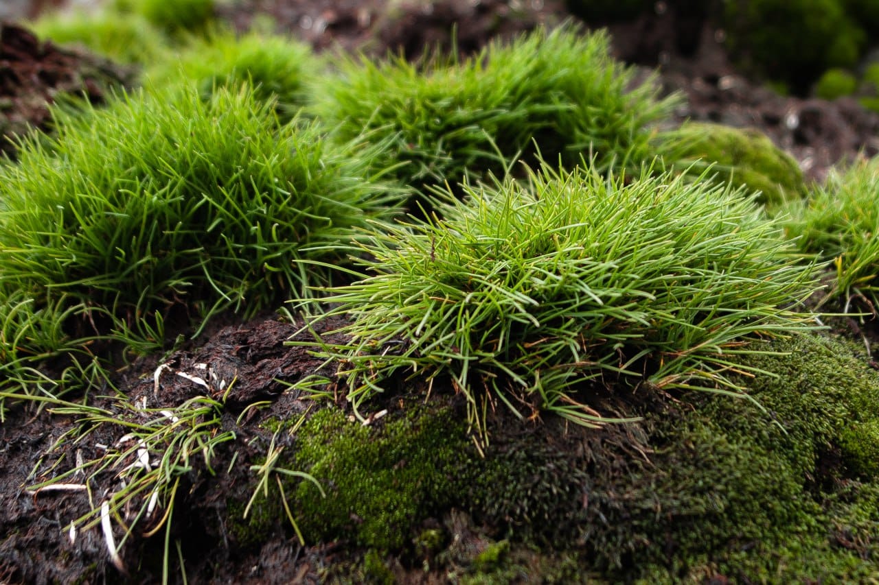 Ukrainian polar explorers showed a green summer in the Antarctic: fascinating photos of nature