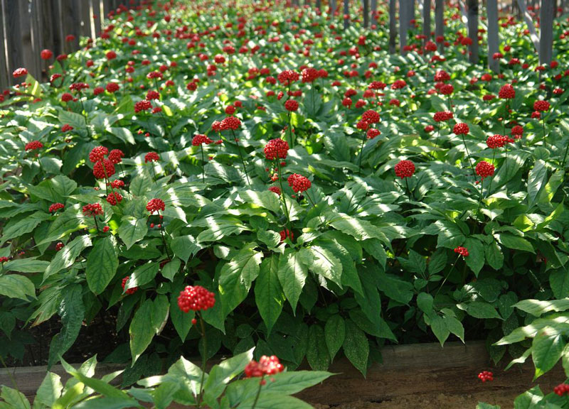 Вчені назвали рослину, яка розгладжує зморшки і повертає шкірі сяяння