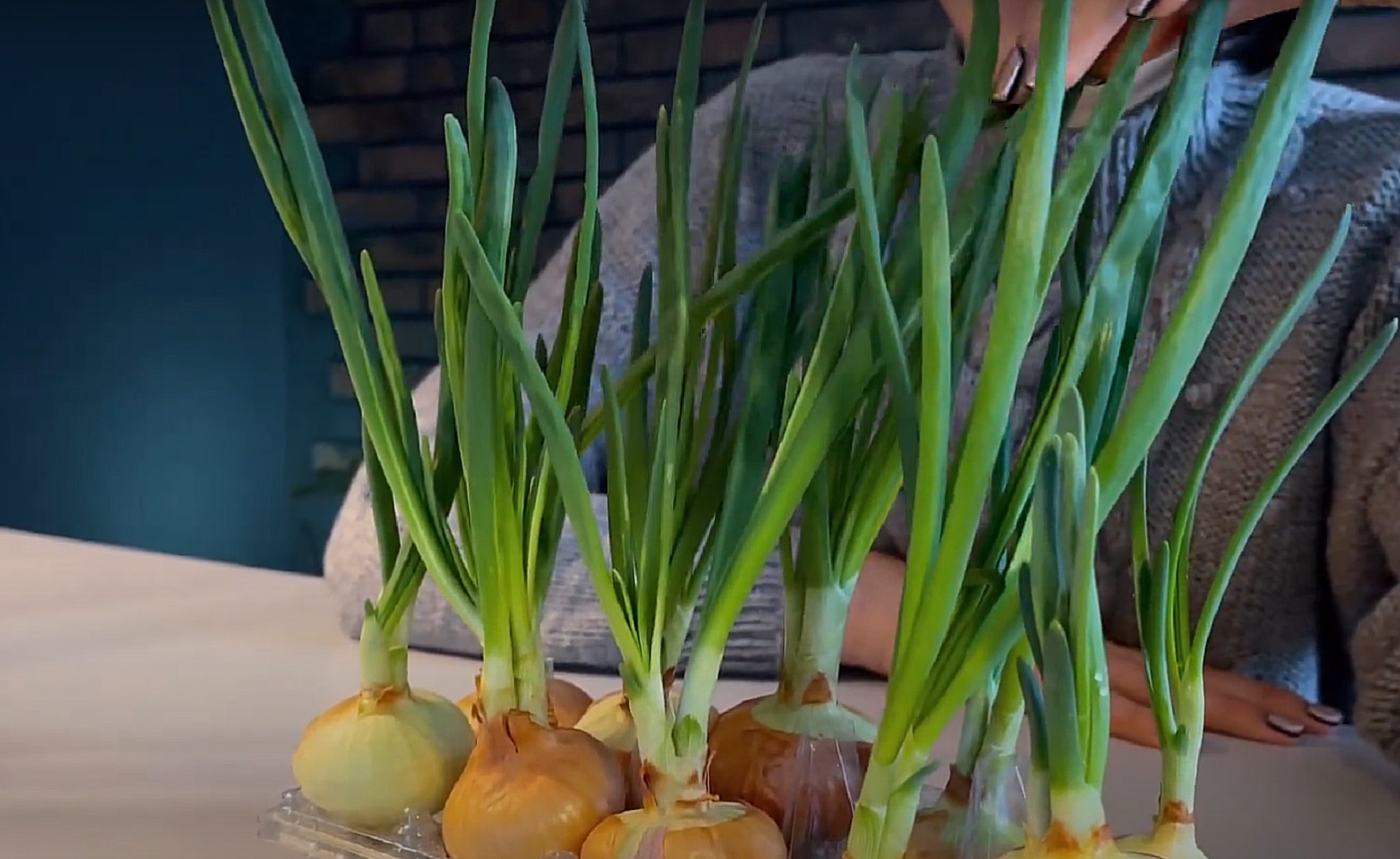 Справится даже ребенок. Как быстро и легко вырастить зеленый лук на подоконнике