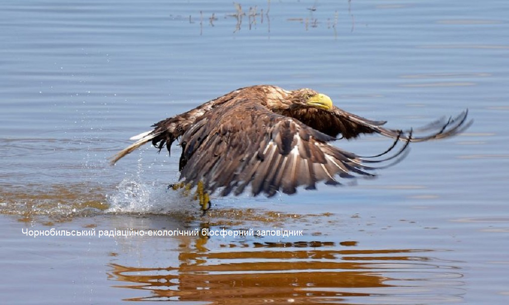 В Чорнобилі показали, як набільший птах купається в ставку-охолоджувачу реактора