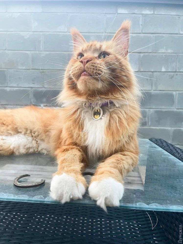 Оккупанты похитили в Буче кота: Макс проехал Беларусь, Польшу, Чехию и наконец нашел семью