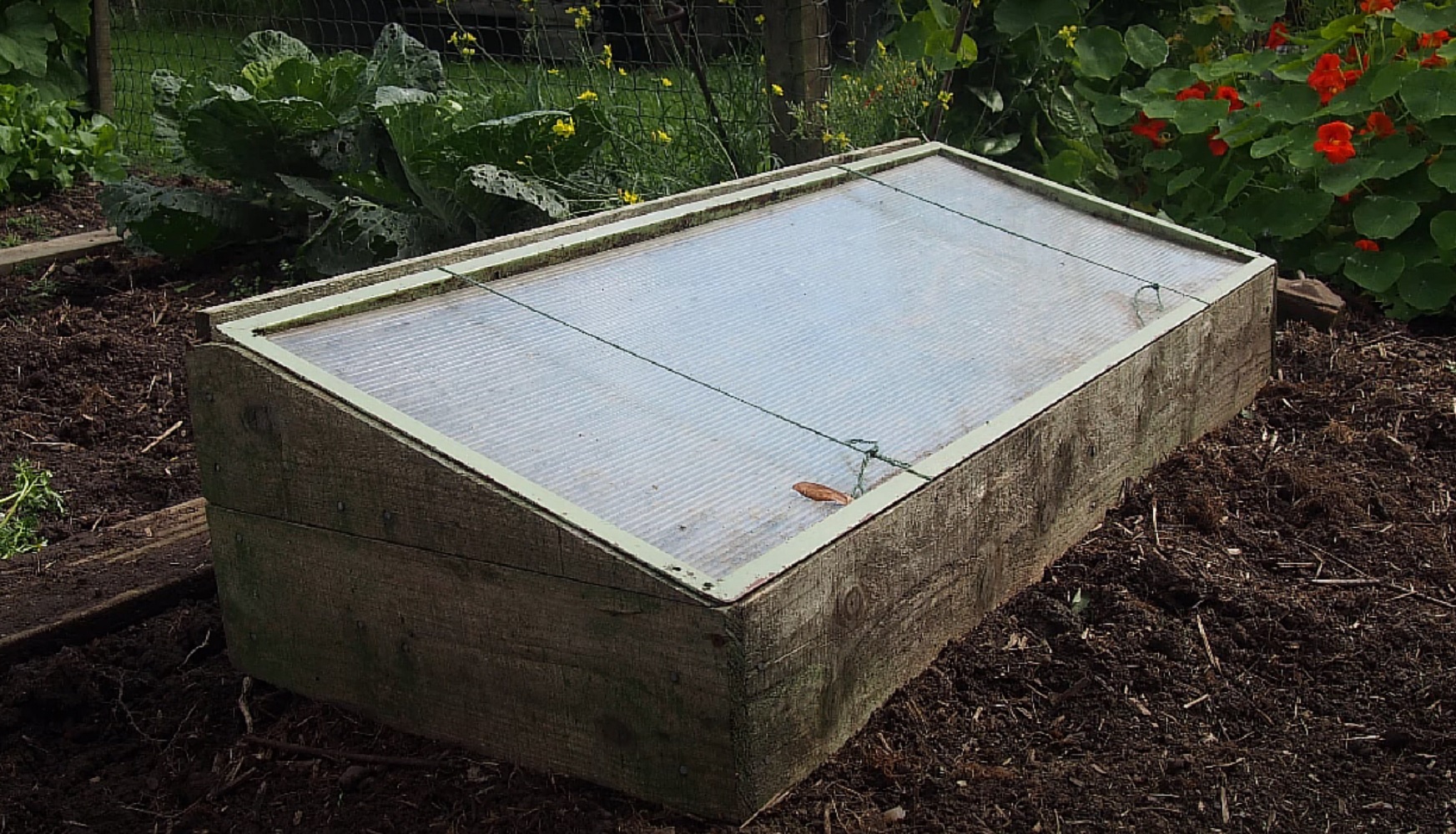 Немає теплиці, але дуже треба? Ось 3 доступних варіанти, чим її замінити