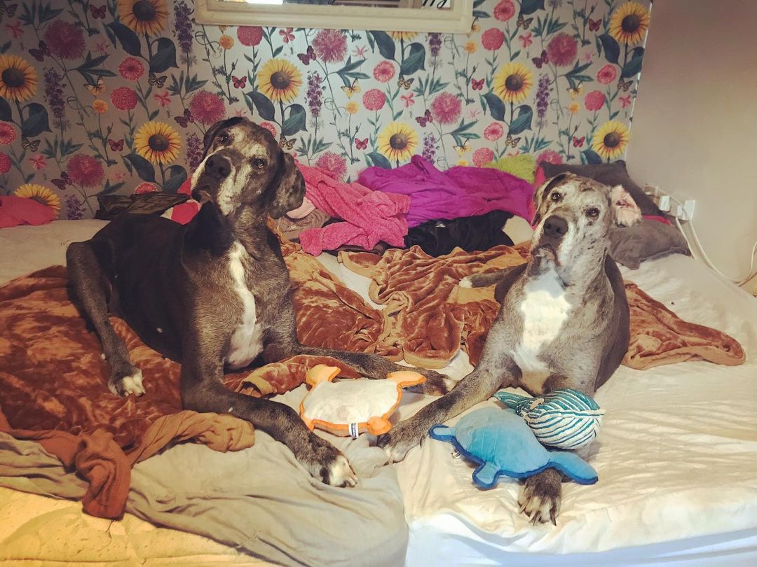 Дивіться на найвищого собаку у світі, який більше схожий на коня