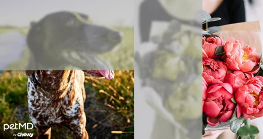 Сколько цветов различают собаки и могут ли смотреть телевизор