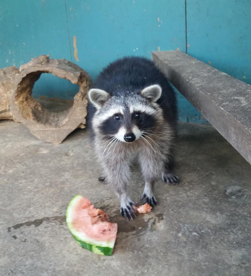 Обезьянки Анфиса и Чарлик, ослик Ося, еноты Мишка, Леля, Динька: в зоопарке под Херсоном погибло более 300 животных