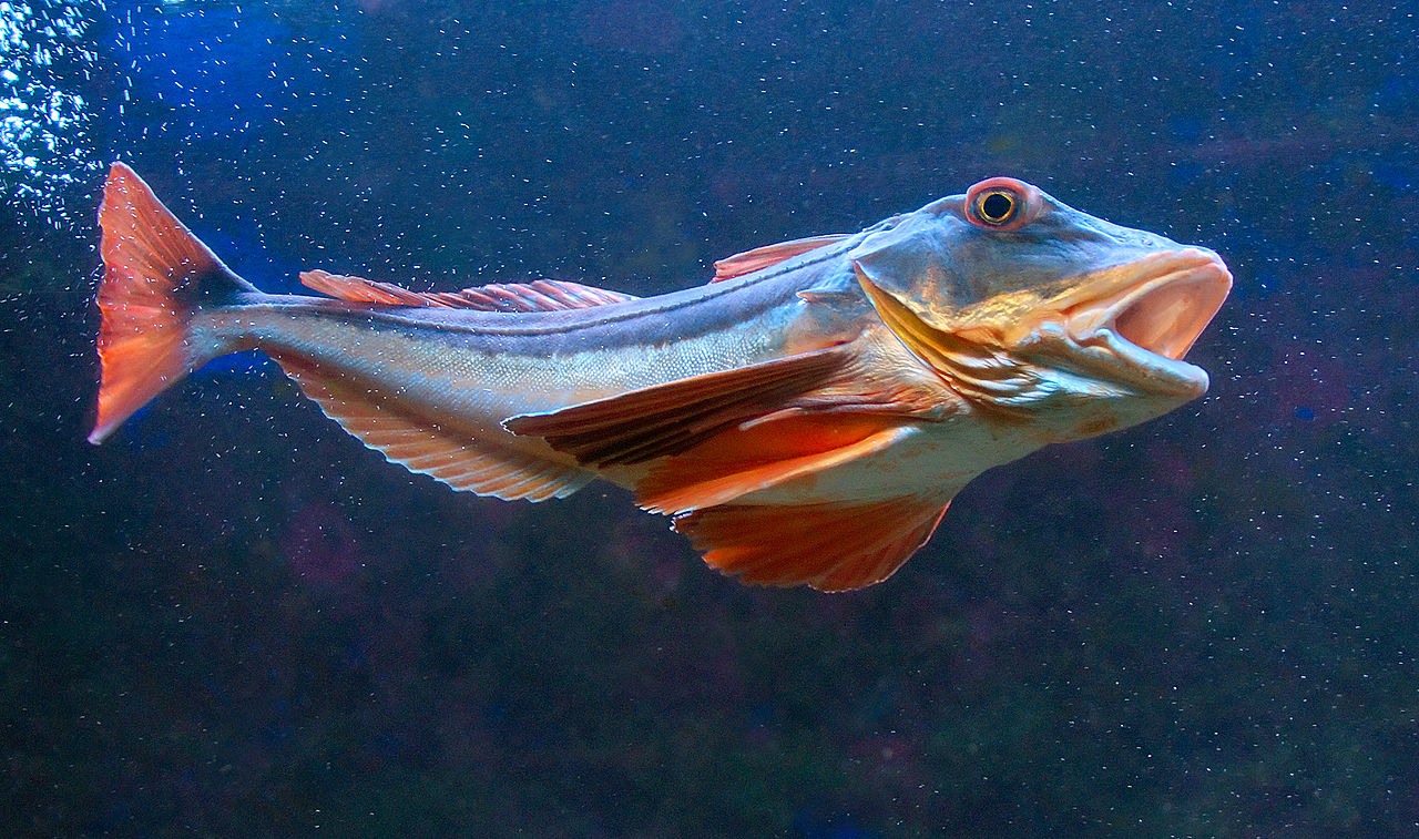 В Азовському морі окупанти погубили червонокнижний вид риб