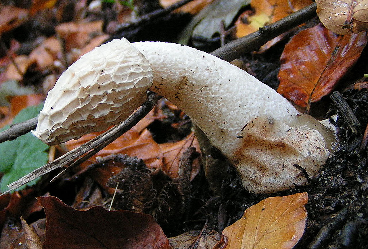 Карпатський гриб-рекордсмен, який росте швидке за бамбук (фото)