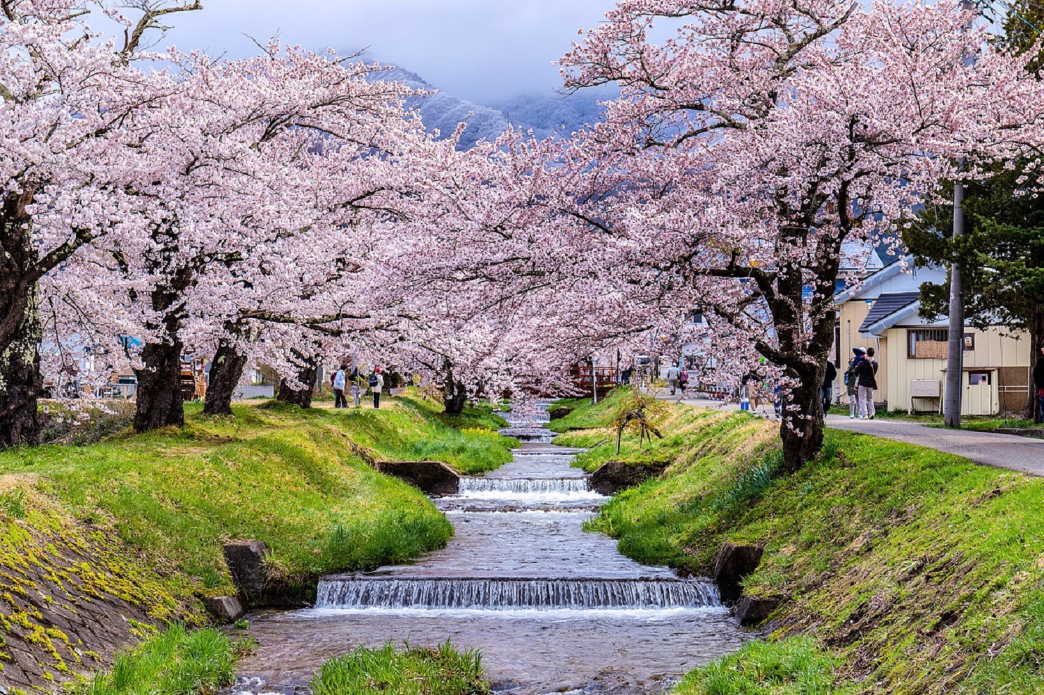 5 декоративных деревьев, которые украсят любой двор