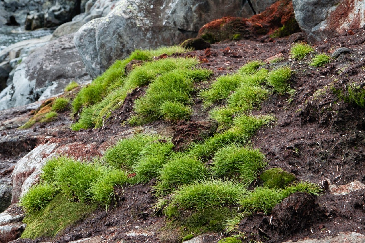 Ukrainian polar explorers showed a green summer in the Antarctic: fascinating photos of nature