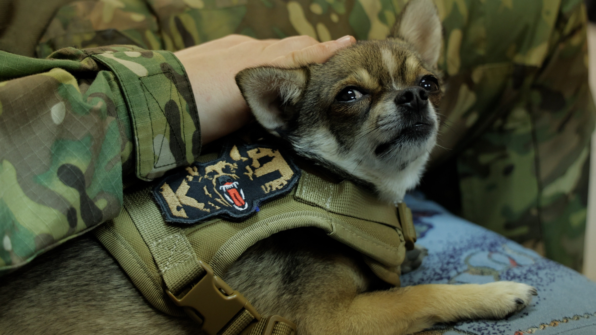 Nightmares, blindness, and healing with dogs: How Ukrainian defenders restore their lives after war trauma