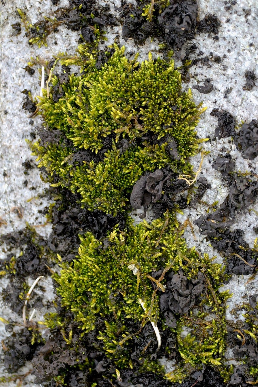 Ukrainian polar explorers showed a green summer in the Antarctic: fascinating photos of nature
