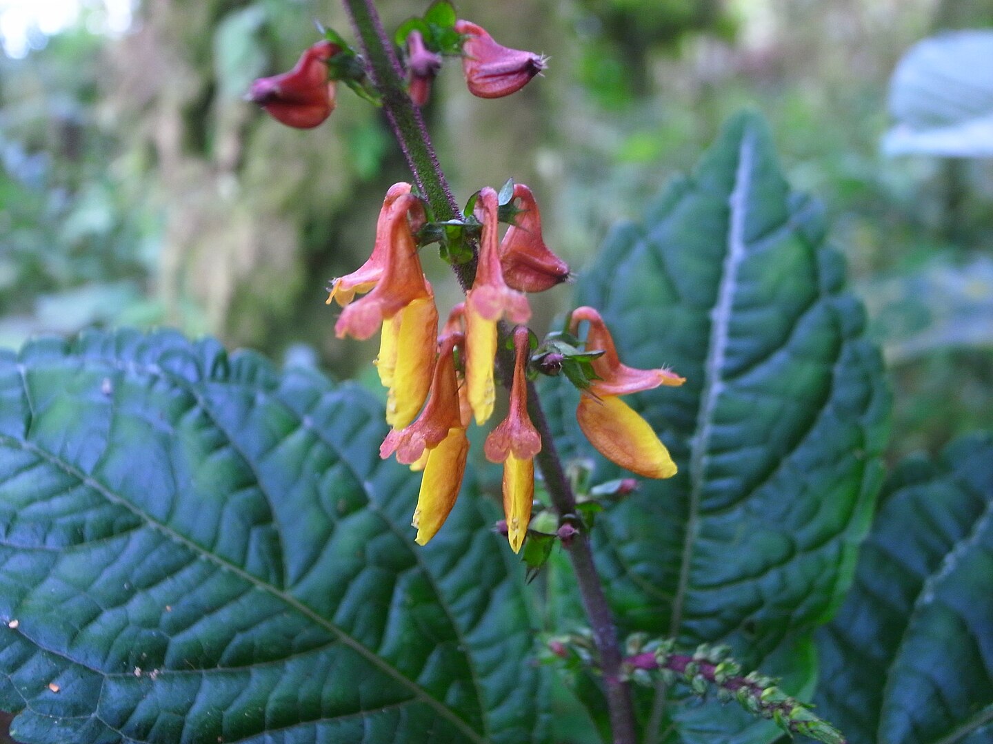 7 домашних растений, которые можно вырастить, всего лишь отщипнув листик