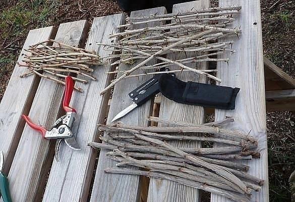 Размножаем смородину зимой: проверенный способ для гарантированного урожая