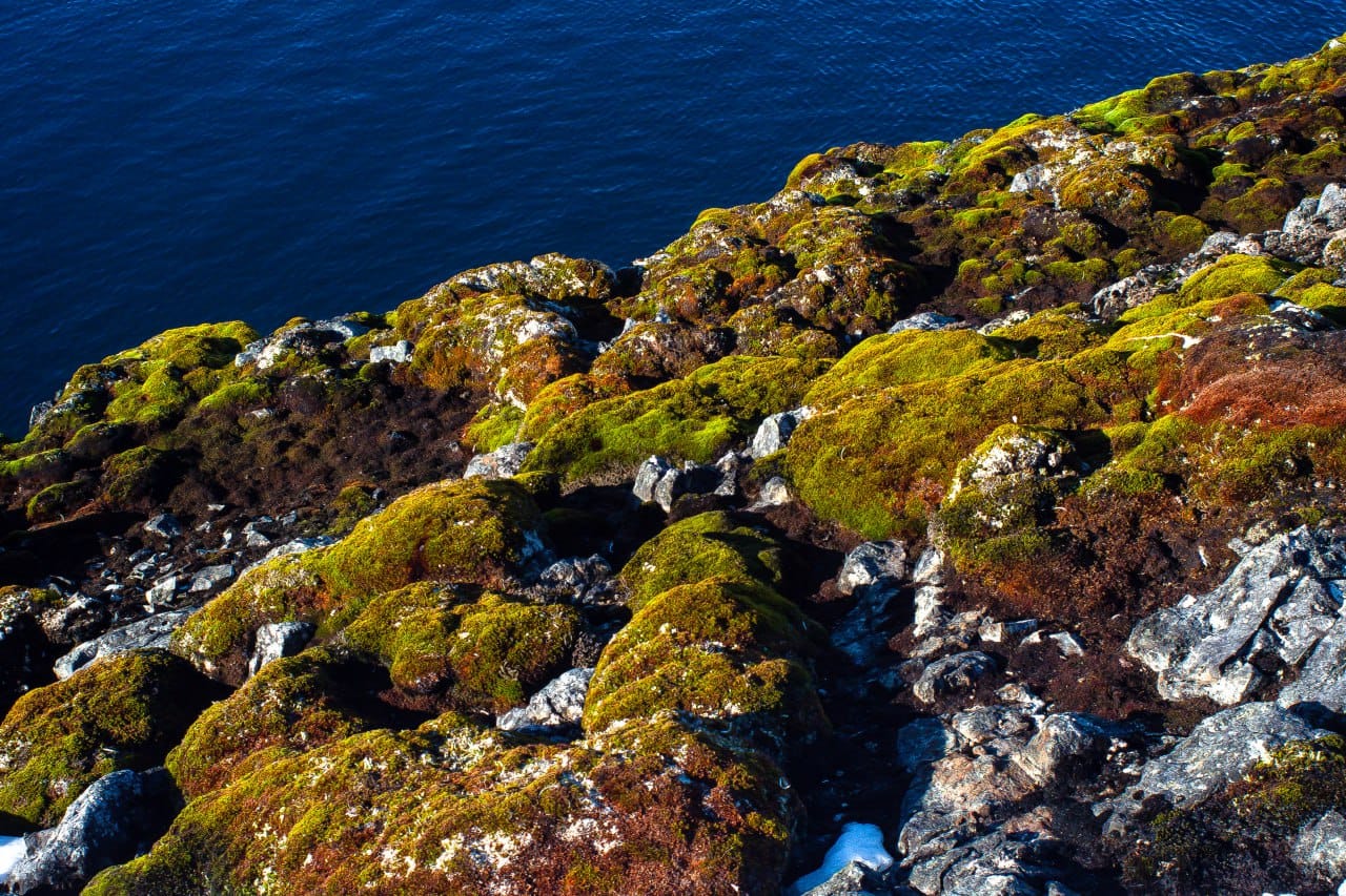 Ukrainian polar explorers showed a green summer in the Antarctic: fascinating photos of nature