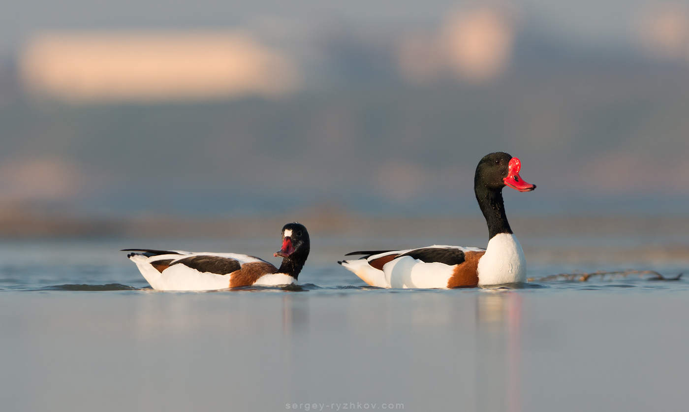 До України прилетіли понад 30 тисяч незвичайних птахів: хто вони (фото)