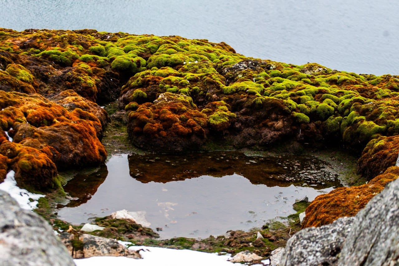 Ukrainian polar explorers showed a green summer in the Antarctic: fascinating photos of nature