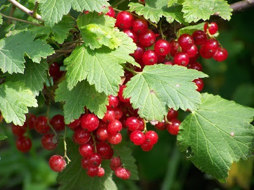 Вирощування саджанців плодових кущів