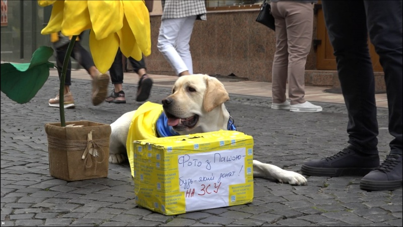 В Черновцах лабрадор помог собрать 30 тысяч гривен для ВСУ: фото четырехлапого волонтера