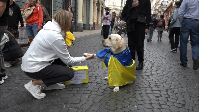В Черновцах лабрадор помог собрать 30 тысяч гривен для ВСУ: фото четырехлапого волонтера
