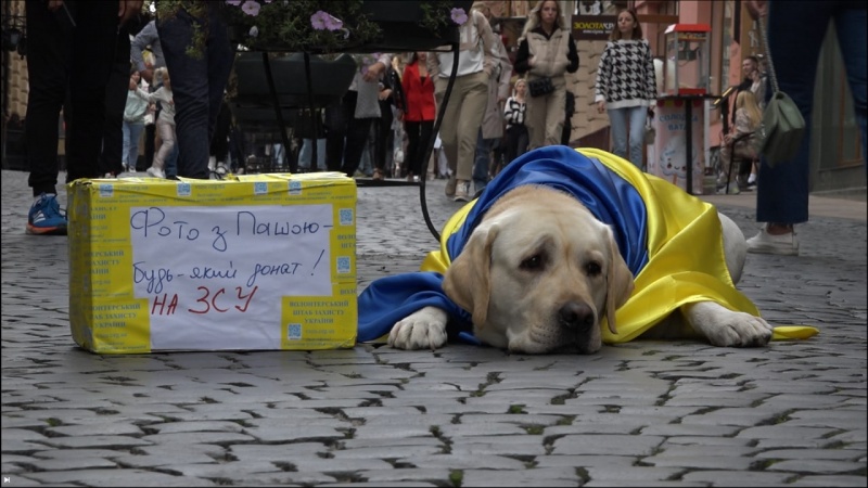 В Черновцах лабрадор помог собрать 30 тысяч гривен для ВСУ: фото четырехлапого волонтера