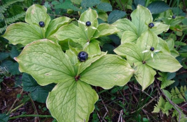 Найнебезпечніші ягоди в Україні: біологи зробили важливе попередження